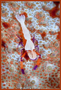 In orange by Nonna Pokras 